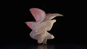 Obcecada com a luz – trailer