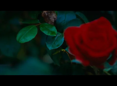 Rosebush Pruning – trailer